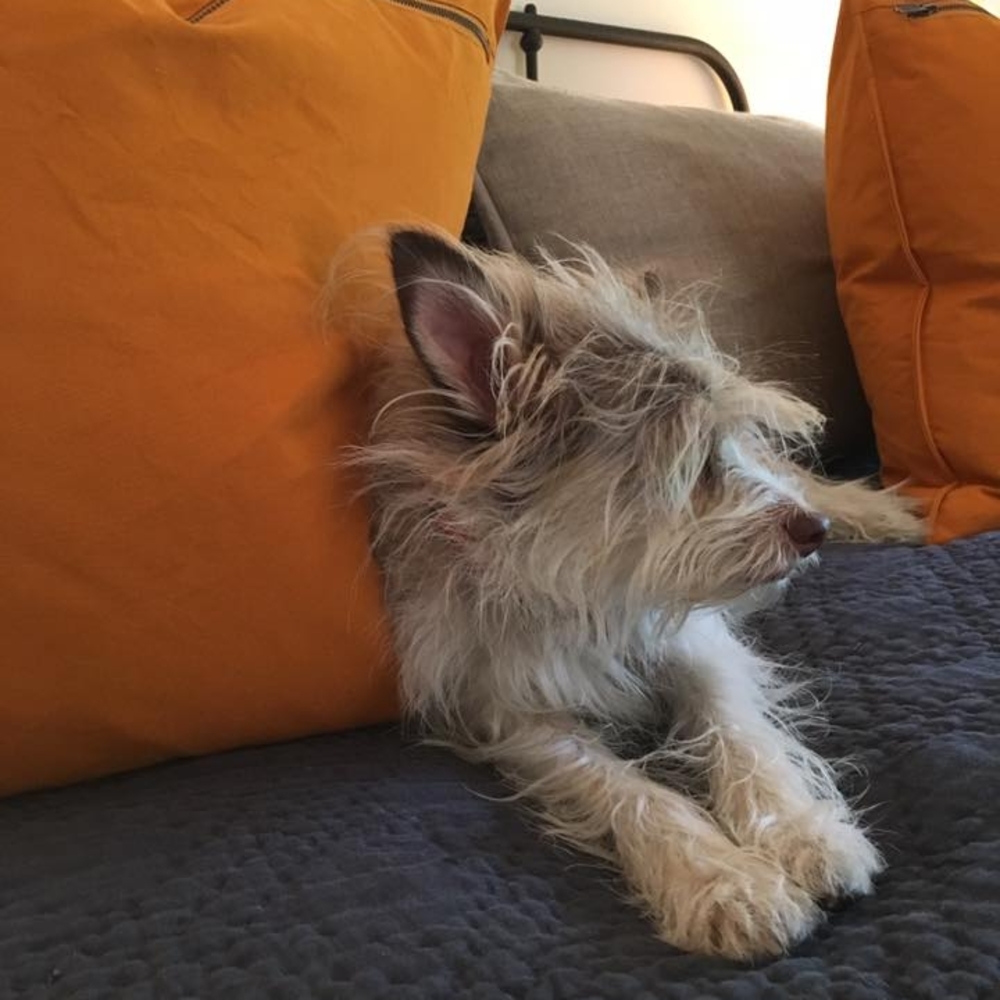Meet your Posher, Casey